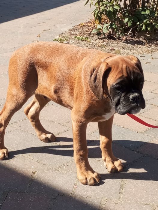 Bokser piesek  gotowy  do odbioru. 3 miesiące