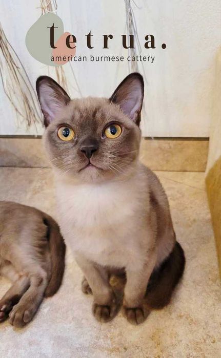 Очень коммуникабельный мальчик американской бурмы!