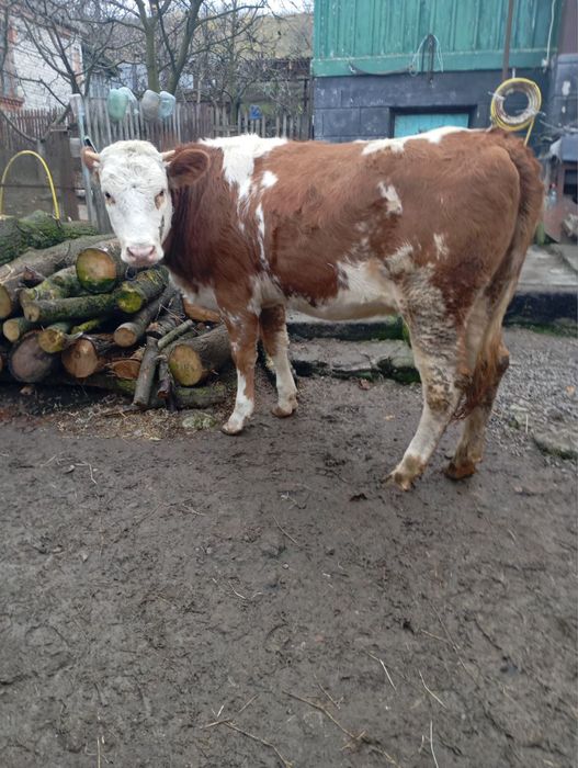 Телиця на корову