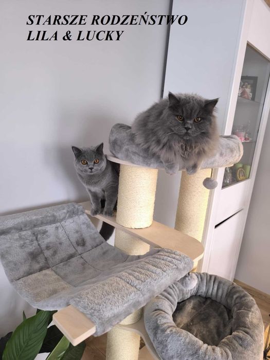 kocurek brytyjski ElGato M&A