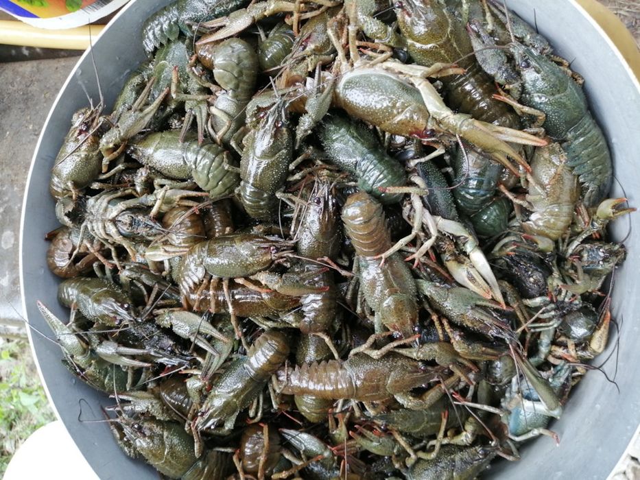 Раки.тількі оптом