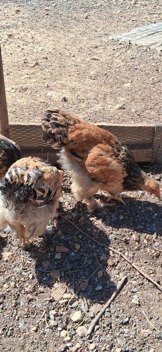 Tenho frangos da raça Brama para venda 20€