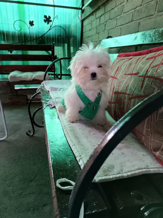 Мальчики мальтезе