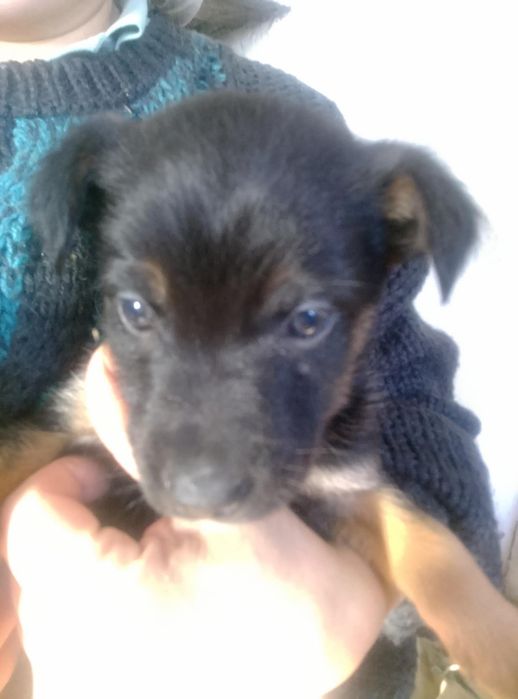 Цуценята народжені 1 грудня 2025 року