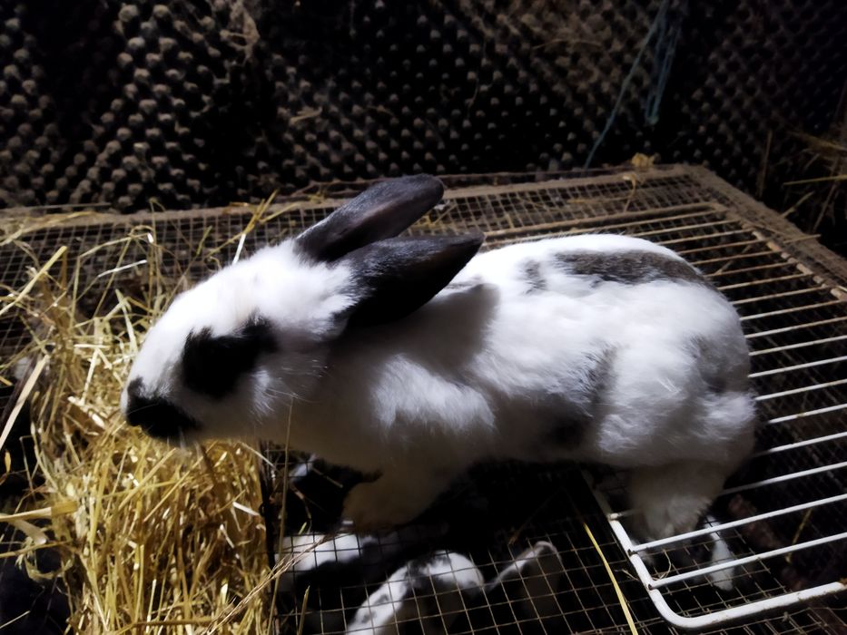 Vendo Coelhos com mais de 3 meses