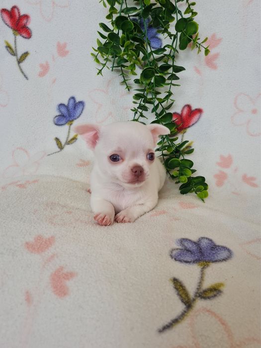Excelente mini menina Chihuahua/Chiuaua LinhagemRussa de Qualidade