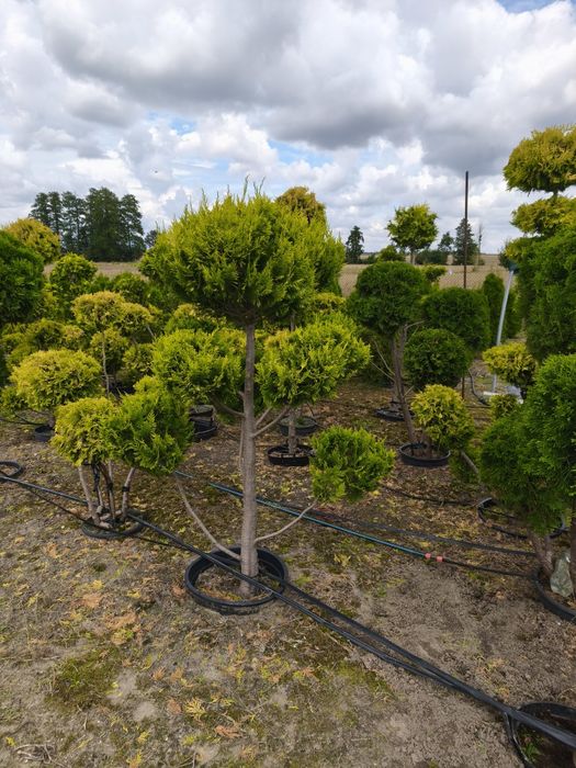 Cyprys Lawsona iwonne