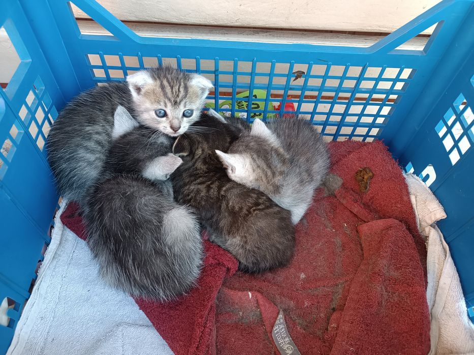 Віддам кошенят в хороші руки