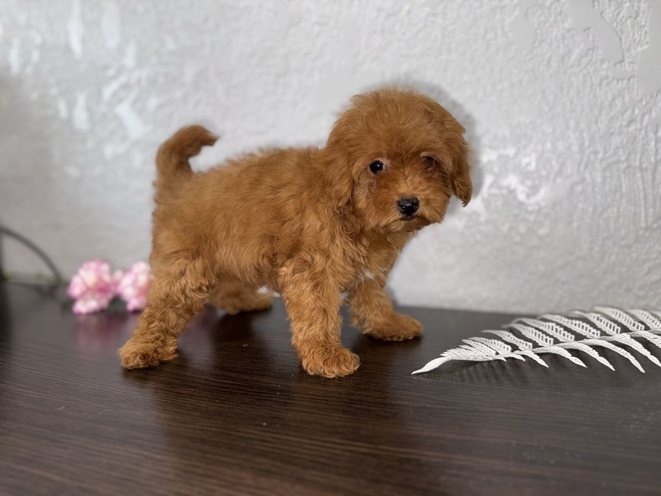 Малюки мальтіпу дизайнерські та гіпоалергенні друзі