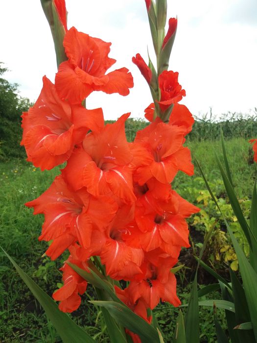 Продам цибулини гладіолусів