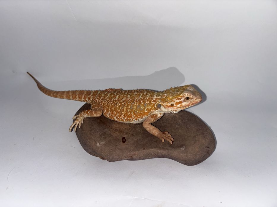 Młoda Agama Brodata