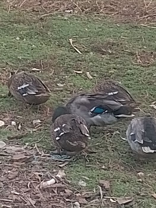 Утка Кряква охотничьи