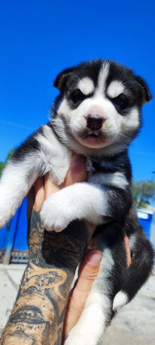 Сибірський хаскі