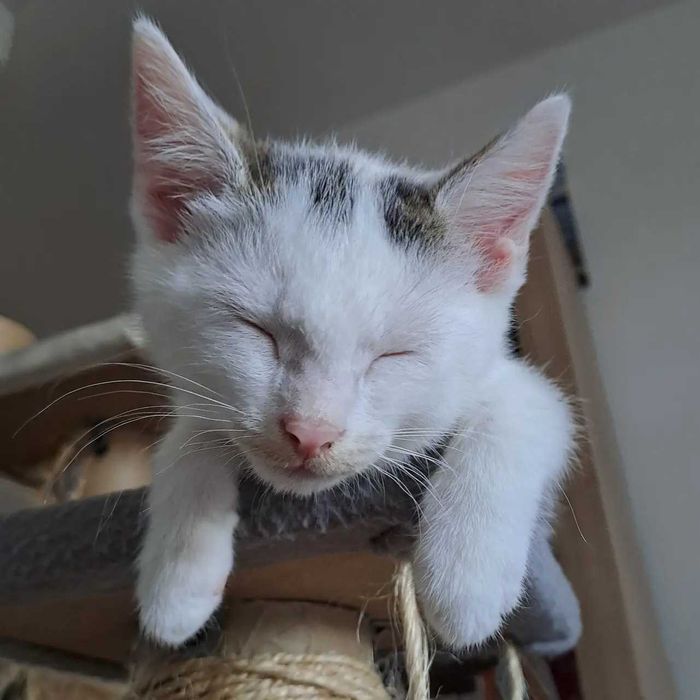 Zostań domem tymczasowym dla kota / kotków