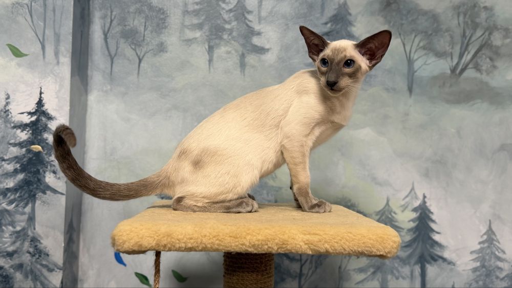 Siamese, сіамський кіт Jazz