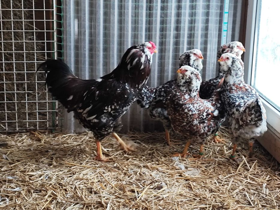 Orłowskie jaja lęgowe