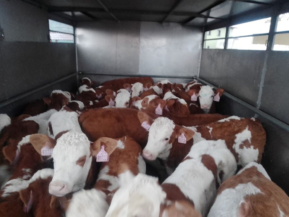 Sprzedam byczki mięsne