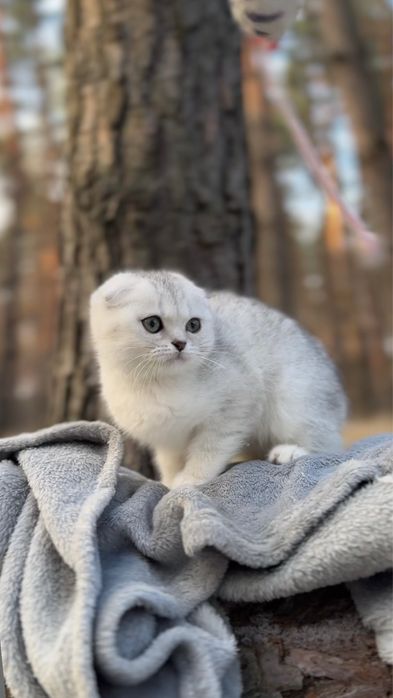 Скотіш фолд срібна шиншила дівчинка шотландська
