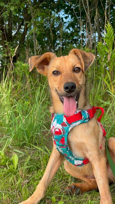 Wesoly Romek do adopcji