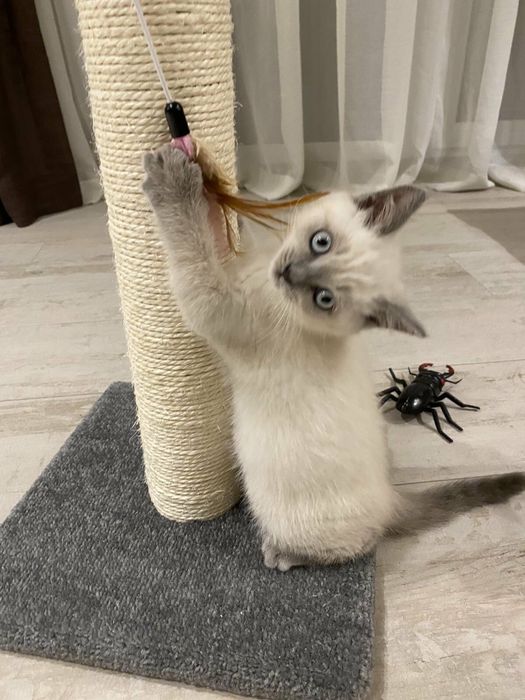 Продам Сиамских котят.