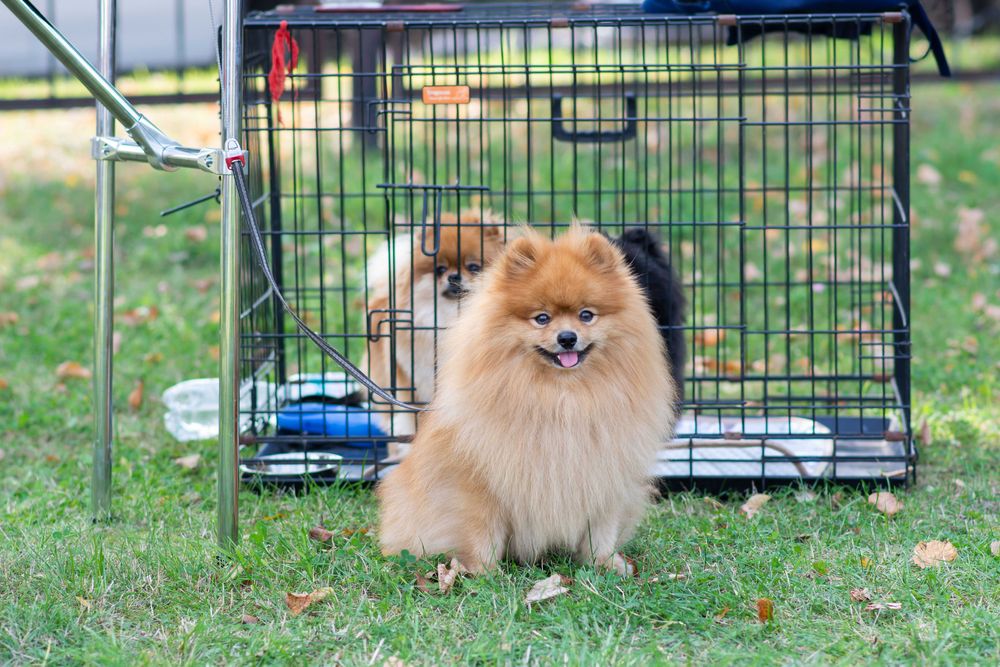 Мініатюрний шпіц. Вязка. Чемпіон України