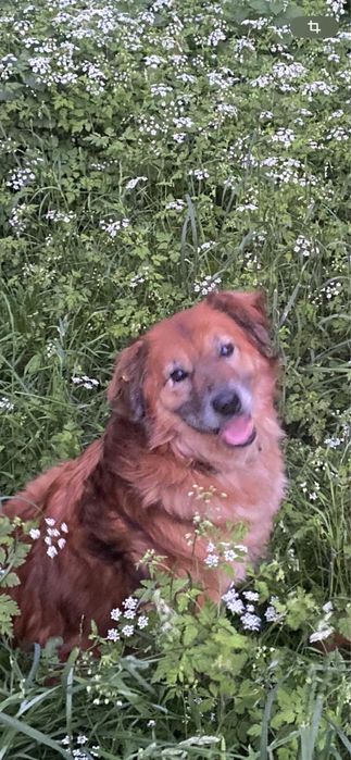 Отдам собаку в хорошие руки (пёс)