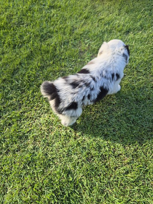 Piesek Border Collie