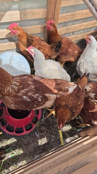 Pintos Galinhas e coelhos