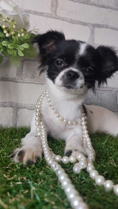 Дівчинка Чихуахуа