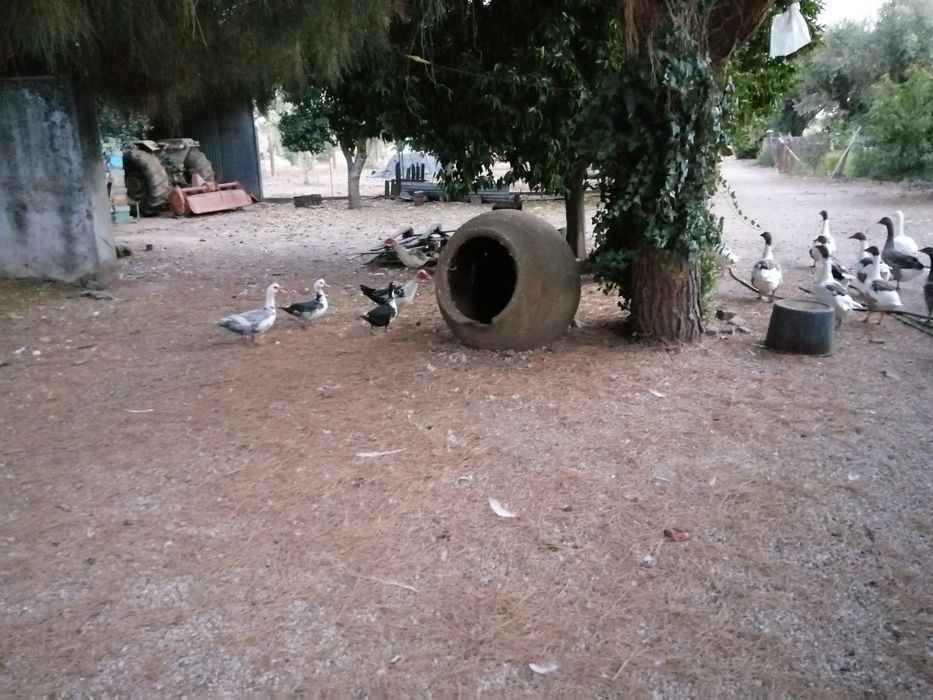 Patos Gansos e mudos