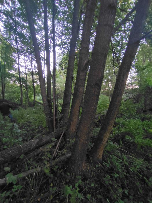 Las olchowy na pniu