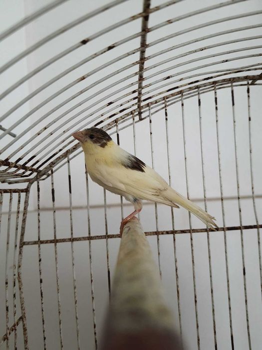 Vendo canários de várias cores