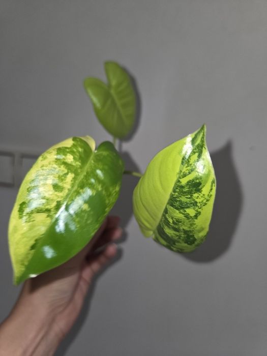 Filodendron burle max variegata