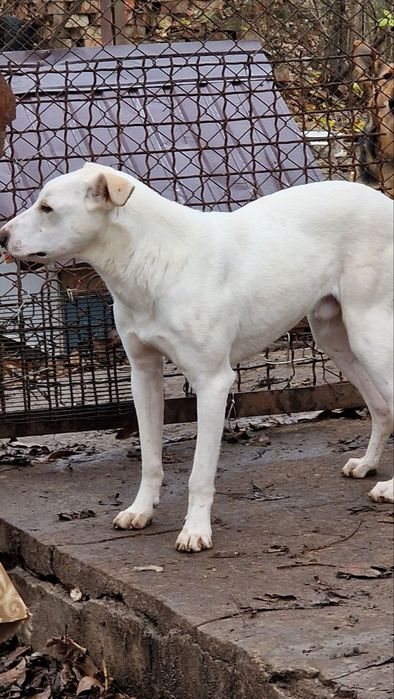 Шукає дім хлопчик 1 рік  Лорд