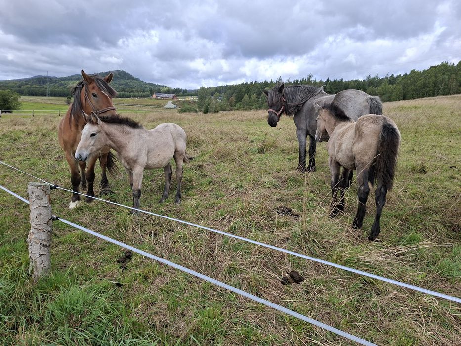 Sprzedam źrebaki zimnokrwiste