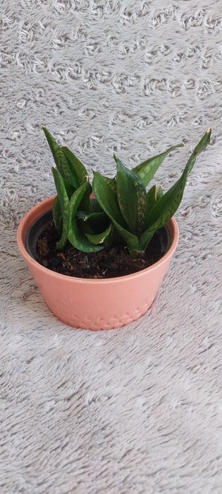 Kwiat Sansevieria Hahnii 'Loop's Pride w doniczce
