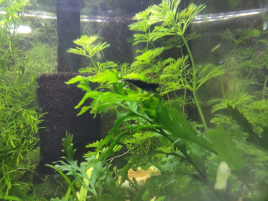 Акваріумні рослини