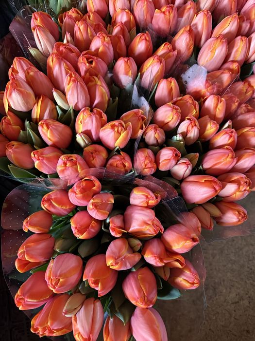 Луковиця тюльпана(після вигонки)