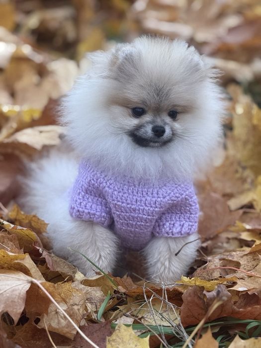 Міні красуня померанського шпіца