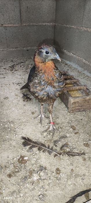 Faisão para venda