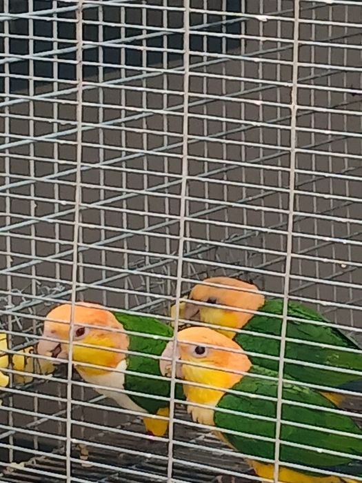 Marianinhas cabeça amarela  criadas pelos pais