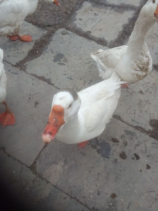 2гуски і гусак .