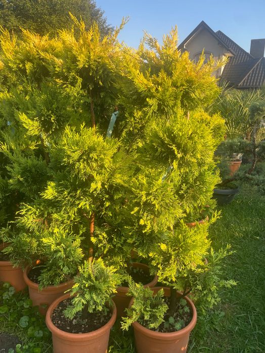 Formy Bonsai jalowiec ostrokrzew cyprysik