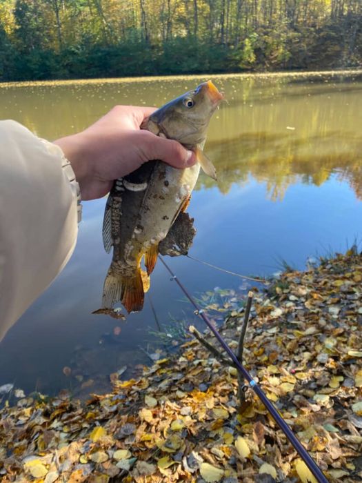 Котедж серед лісу  в Карпатах.  Риболовля. Чан.Сауна. Без сусідів.
