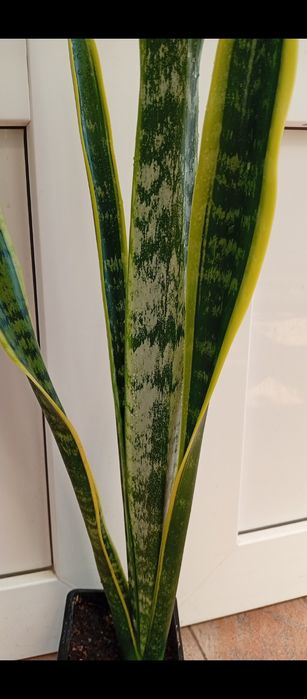 Сансавієрія домашня