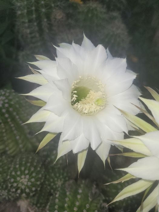 Kaktus kwitnacy na biało