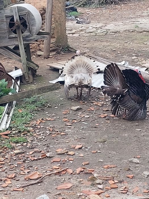 Vendo Gansos e Perus de várias idades
