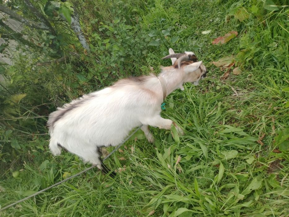 Cabrito macho 6 meses