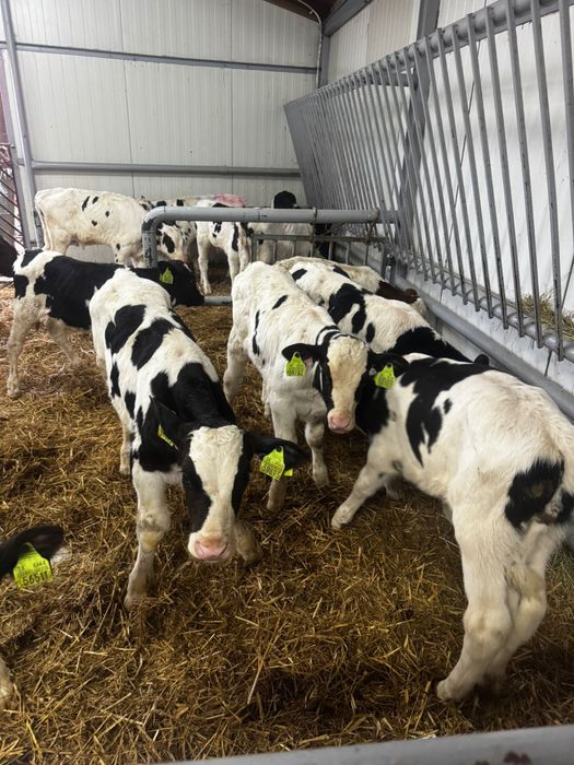 Byczki mięsne i mieszanki