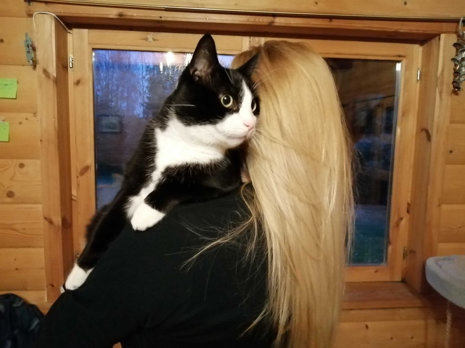 Piękny kocurek bardzo potrzebuje domu !